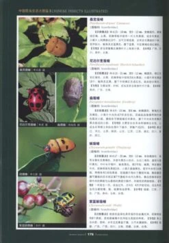 Chinese Insects Illustrated [Chinese] -Wildlife Professional Books 190939 2