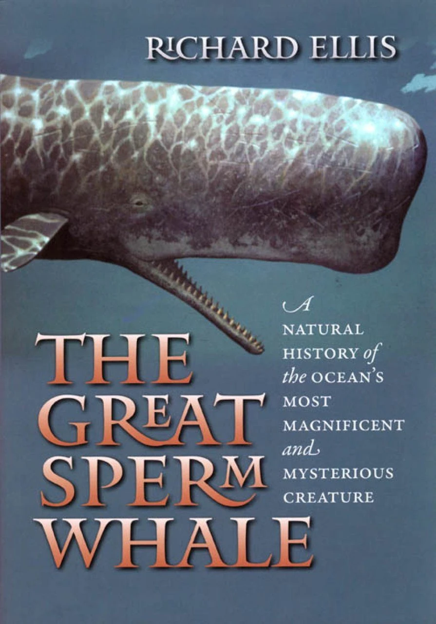 The Great Sperm Whale 3 The Great Sperm Whale