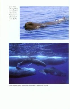 The Great Sperm Whale 8 The Great Sperm Whale -Wildlife Professional Books 190971 2