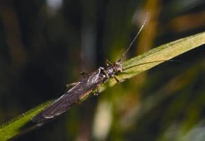 The Royal Entomological Society Book Of British Insects 4 The Royal Entomological Society Book Of British Insects - Image 2
