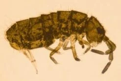 The Royal Entomological Society Book Of British Insects 12 The Royal Entomological Society Book Of British Insects -Wildlife Professional Books 191947 2