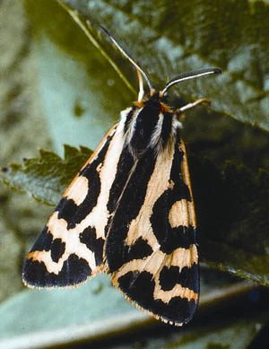 The Royal Entomological Society Book Of British Insects 6 The Royal Entomological Society Book Of British Insects - Image 4