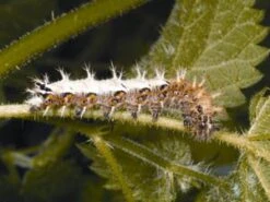 The Royal Entomological Society Book Of British Insects 14 The Royal Entomological Society Book Of British Insects -Wildlife Professional Books 191947 4