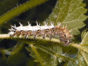The Royal Entomological Society Book Of British Insects 7 The Royal Entomological Society Book Of British Insects - Image 5