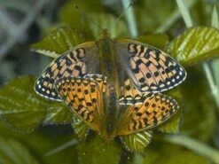 The Royal Entomological Society Book Of British Insects 15 The Royal Entomological Society Book Of British Insects -Wildlife Professional Books 191947 5