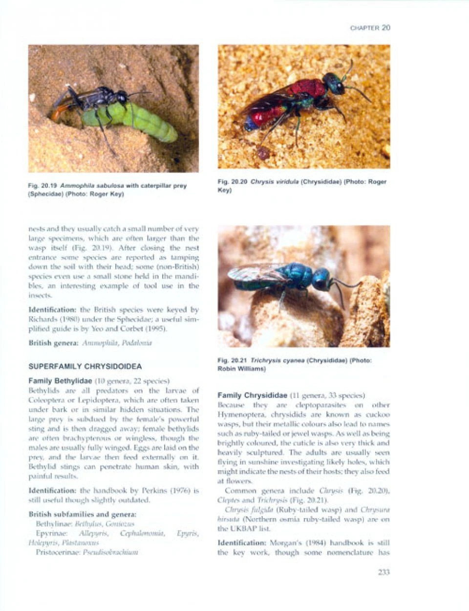 The Royal Entomological Society Book Of British Insects 10 The Royal Entomological Society Book Of British Insects - Image 8