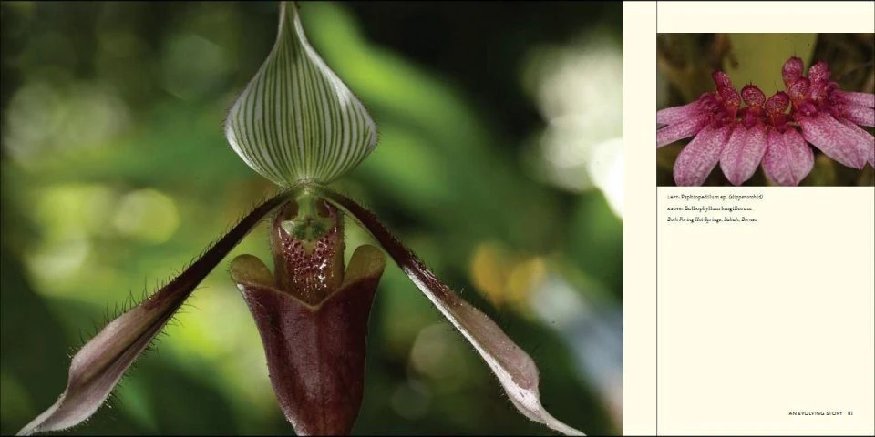 Deceptive Beauties 6 Deceptive Beauties - Image 4