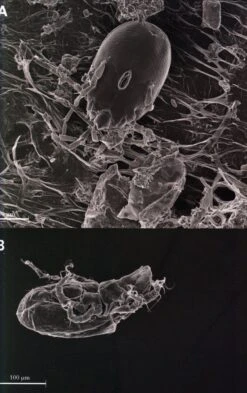 Monograph Of The Genus Genlisea 12 Monograph Of The Genus Genlisea -Wildlife Professional Books 192722 2