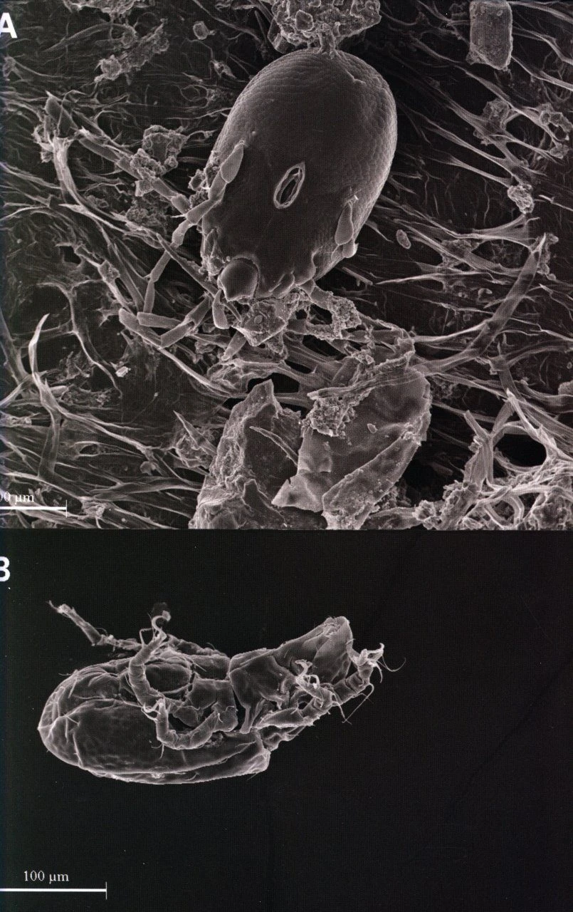 Monograph Of The Genus Genlisea 5 Monograph Of The Genus Genlisea - Image 3