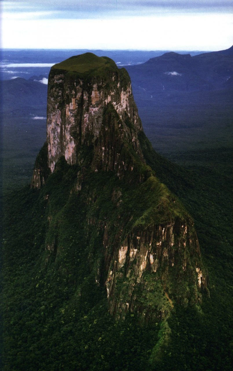 Monograph Of The Genus Genlisea 7 Monograph Of The Genus Genlisea - Image 5