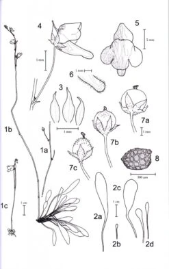 Monograph Of The Genus Genlisea 16 Monograph Of The Genus Genlisea -Wildlife Professional Books 192722 6