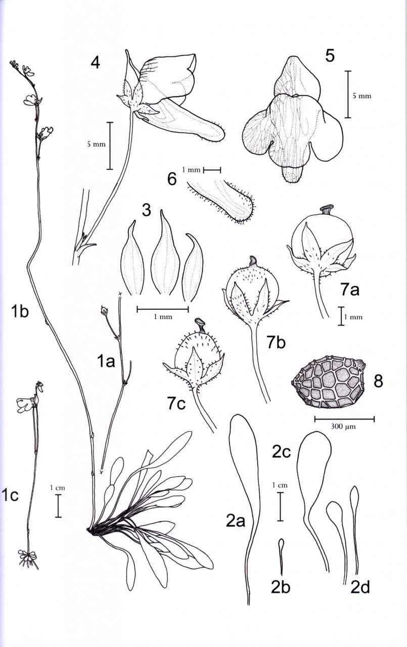 Monograph Of The Genus Genlisea 9 Monograph Of The Genus Genlisea - Image 7