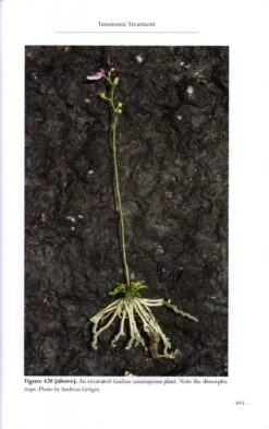 Monograph Of The Genus Genlisea 17 Monograph Of The Genus Genlisea -Wildlife Professional Books 192722 7