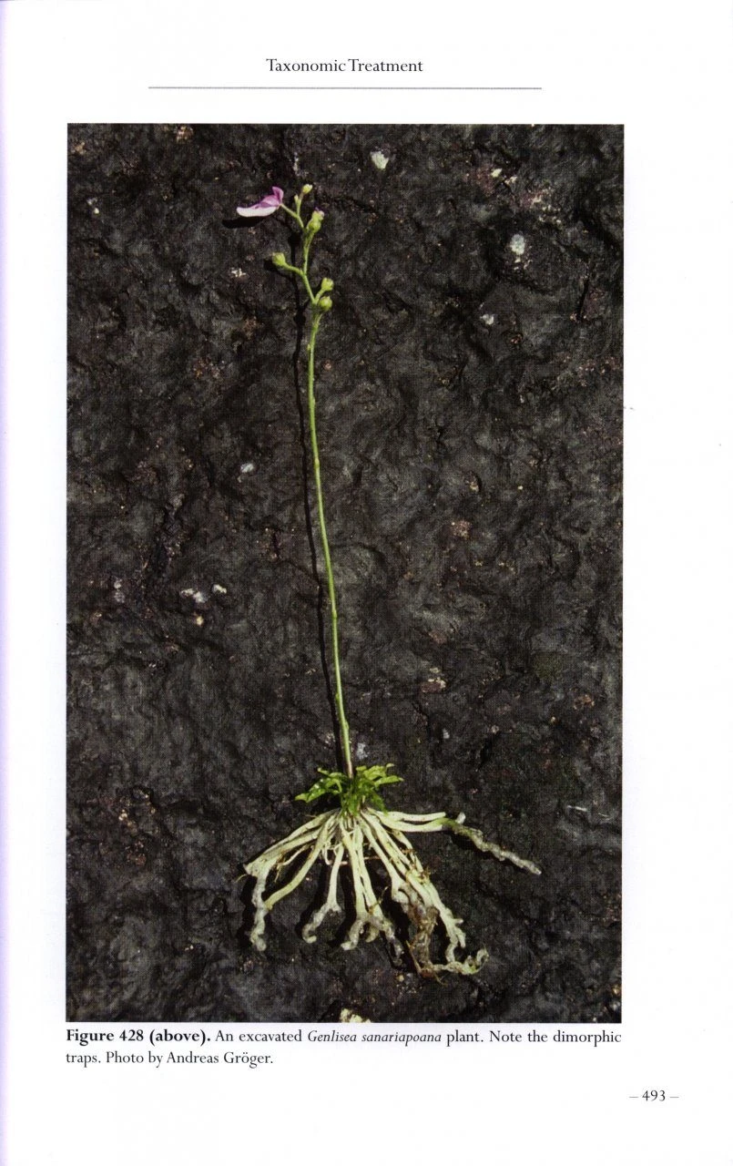 Monograph Of The Genus Genlisea 10 Monograph Of The Genus Genlisea - Image 8