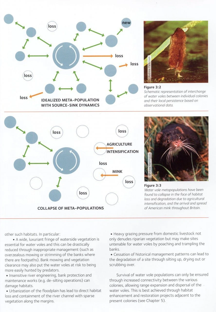 Water Vole Conservation Handbook 5 Water Vole Conservation Handbook - Image 3