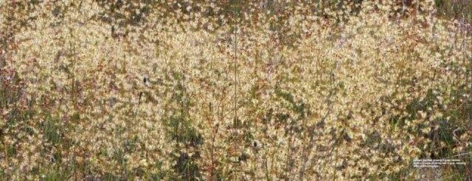 Australian Carnivorous Plants 4 Australian Carnivorous Plants - Image 2