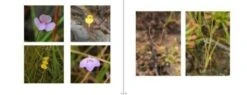 Australian Carnivorous Plants 15 Australian Carnivorous Plants -Wildlife Professional Books 196364 10