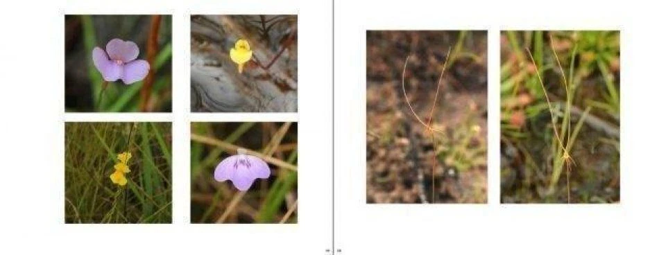 Australian Carnivorous Plants 5 Australian Carnivorous Plants - Image 3
