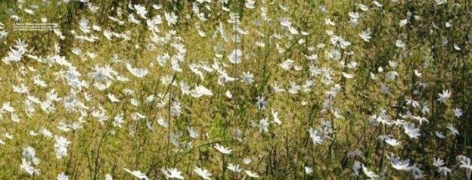 Australian Carnivorous Plants 6 Australian Carnivorous Plants - Image 4