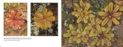 Australian Carnivorous Plants 17 Australian Carnivorous Plants -Wildlife Professional Books 196364 3