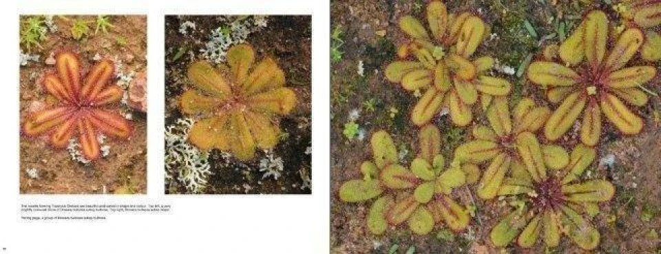 Australian Carnivorous Plants 7 Australian Carnivorous Plants - Image 5