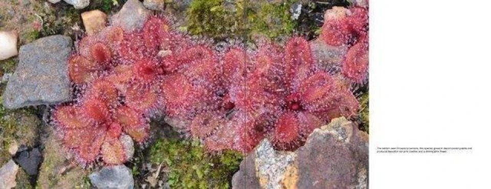 Australian Carnivorous Plants 8 Australian Carnivorous Plants - Image 6