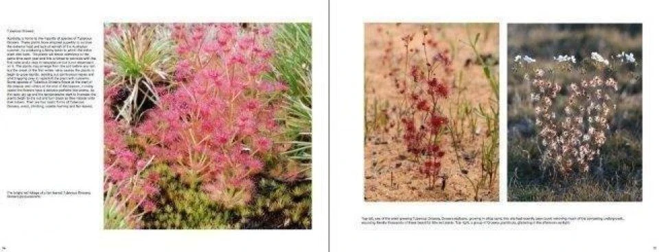 Australian Carnivorous Plants 10 Australian Carnivorous Plants - Image 8