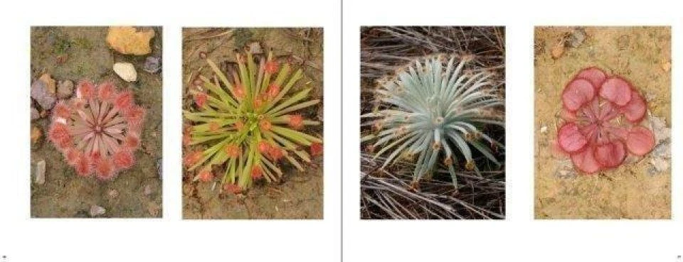 Australian Carnivorous Plants 11 Australian Carnivorous Plants - Image 9