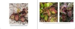 Australian Carnivorous Plants 22 Australian Carnivorous Plants -Wildlife Professional Books 196364 8