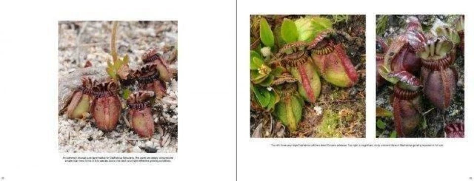 Australian Carnivorous Plants 12 Australian Carnivorous Plants - Image 10