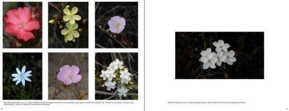 Australian Carnivorous Plants 13 Australian Carnivorous Plants - Image 11