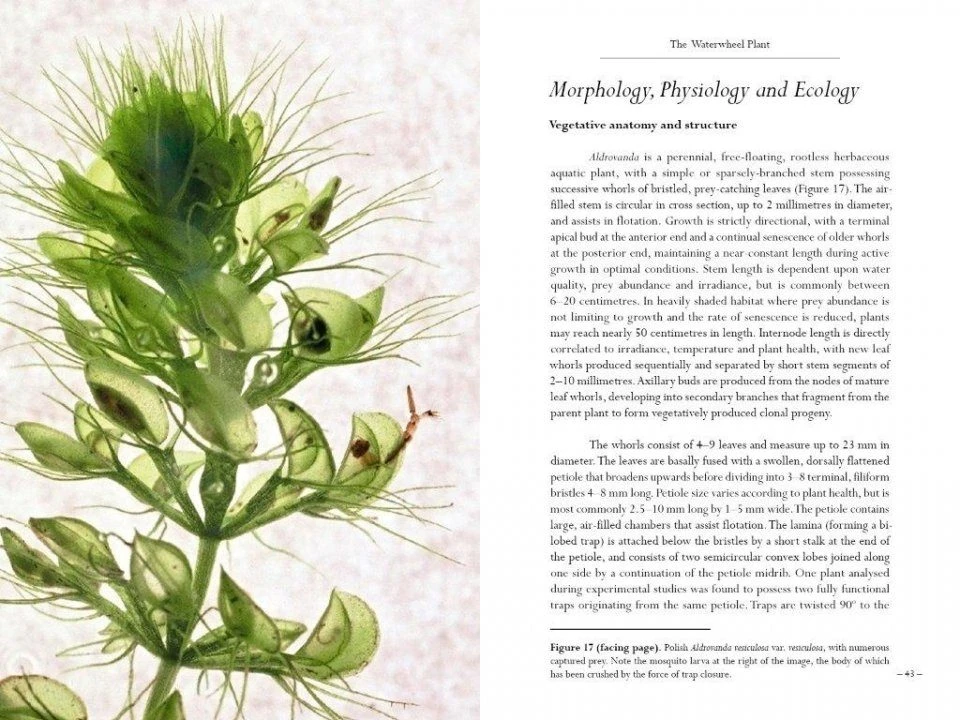 Aldrovanda 6 Aldrovanda - Image 4