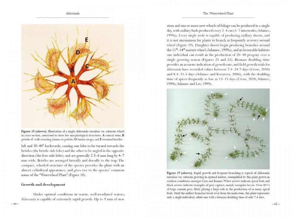 Aldrovanda 7 Aldrovanda - Image 5