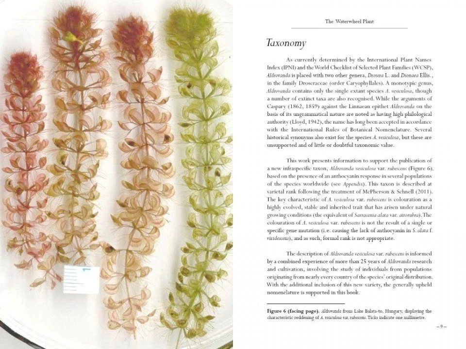 Aldrovanda 8 Aldrovanda - Image 6