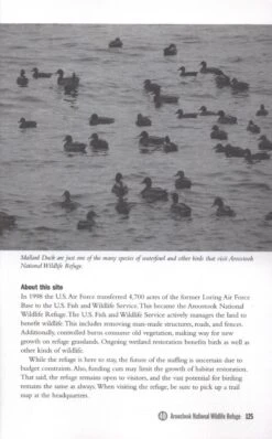 Birding Maine 11 Birding Maine -Wildlife Professional Books 197919 4