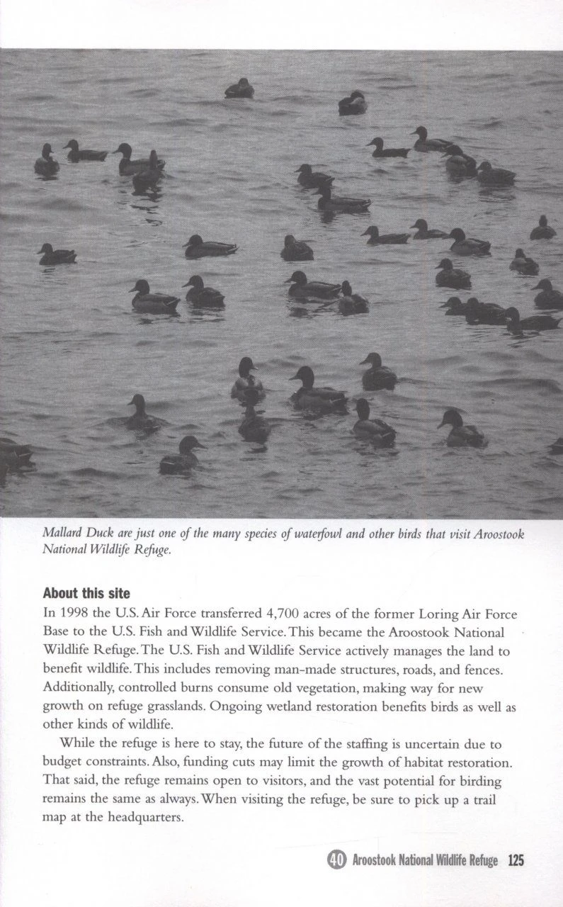 Birding Maine 7 Birding Maine - Image 5