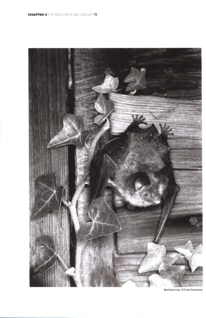 The Bat Workers' Manual 8 The Bat Workers' Manual - Image 6