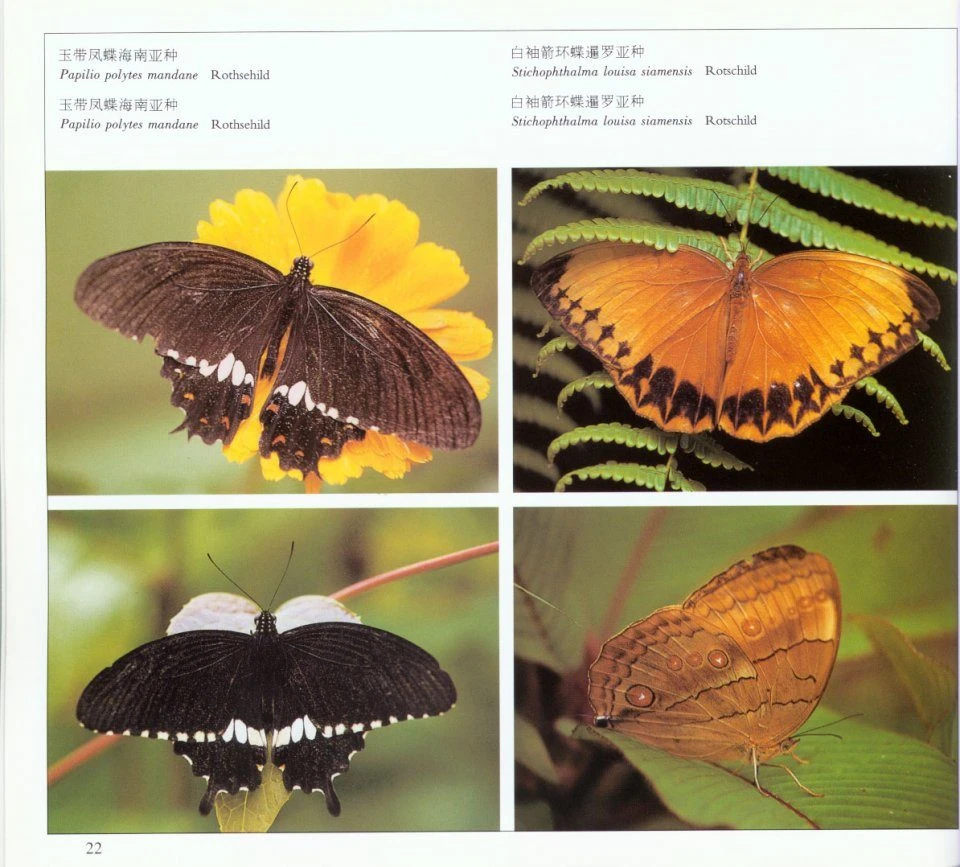 Butterflies Of Yunnan, China 4 Butterflies Of Yunnan, China - Image 2