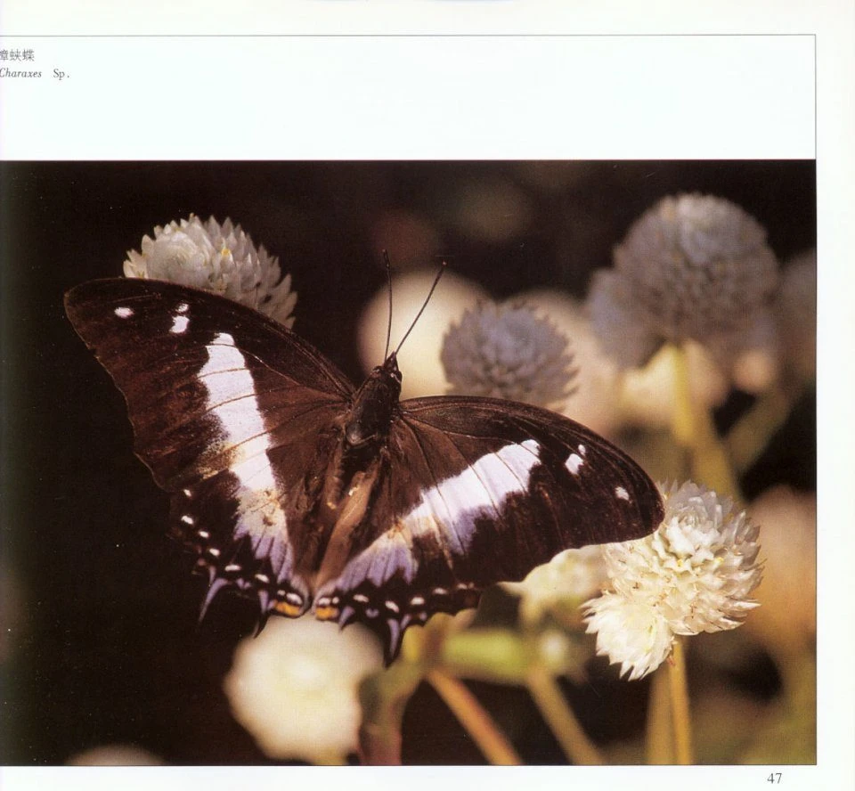 Butterflies Of Yunnan, China 5 Butterflies Of Yunnan, China - Image 3