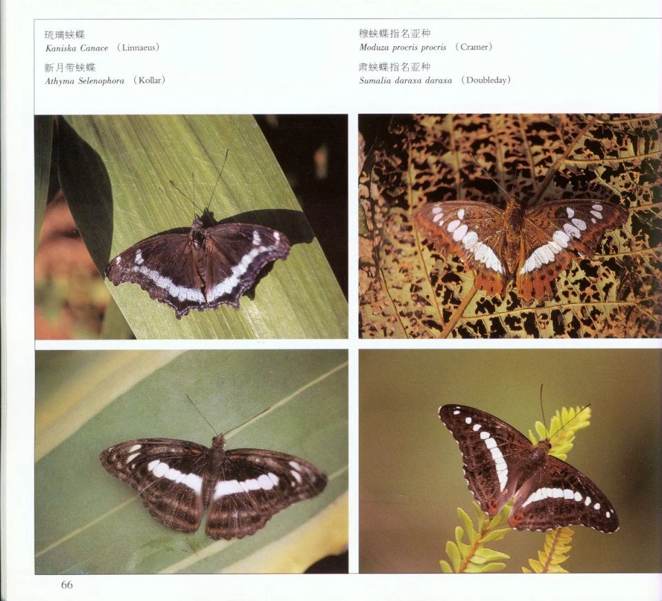 Butterflies Of Yunnan, China 6 Butterflies Of Yunnan, China - Image 4