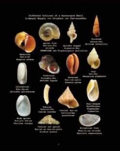 The Sea Shells Of Greece -Wildlife Professional Books 200464 2