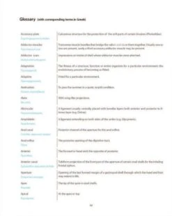 The Sea Shells Of Greece -Wildlife Professional Books 200464 4