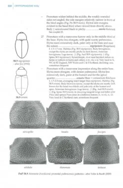 Beetles Of Britain And Ireland, Volume 3 -Wildlife Professional Books 200647 2