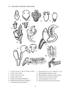 Wild Orchids In Karnataka -Wildlife Professional Books 202605 3