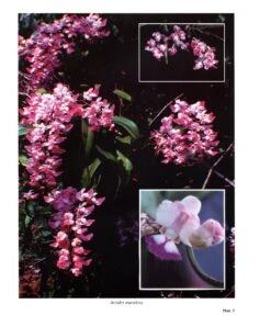 Wild Orchids In Karnataka -Wildlife Professional Books 202605 4