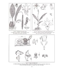 Wild Orchids In Karnataka -Wildlife Professional Books 202605 6