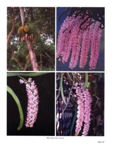 Wild Orchids In Karnataka -Wildlife Professional Books 202605 7