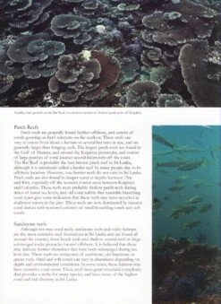 Coral Reefs Of Sri Lanka 8 Coral Reefs Of Sri Lanka -Wildlife Professional Books 202661 1