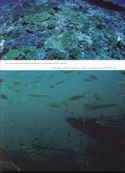 Coral Reefs Of Sri Lanka 9 Coral Reefs Of Sri Lanka -Wildlife Professional Books 202661 2