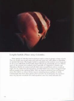 Coral Reefs Of Sri Lanka 10 Coral Reefs Of Sri Lanka -Wildlife Professional Books 202661 3